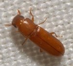 Ambar Zararlıları Nelerdir? Zararları Ve Mücadele Yöntemleri